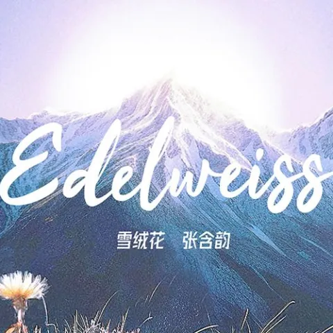 雪绒花歌词 - 张含韵