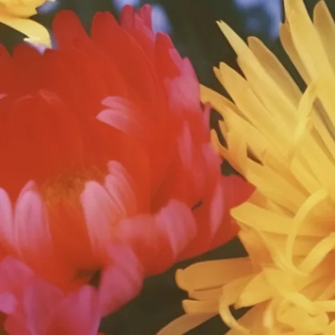 鲜花